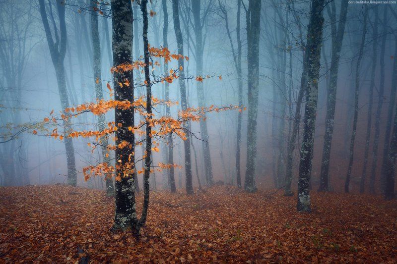 Осеньphoto preview