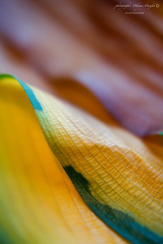 Дюныphoto preview