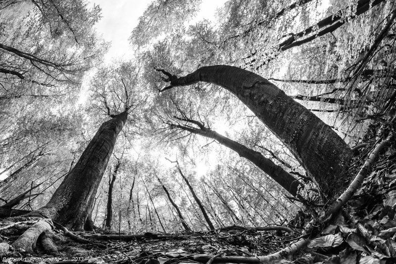 Dialogue IIIphoto preview