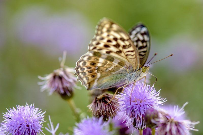 АХ...ЛЕТО!photo preview