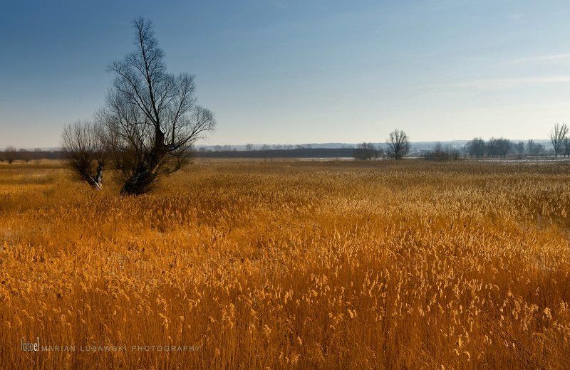 Trzcinyphoto preview