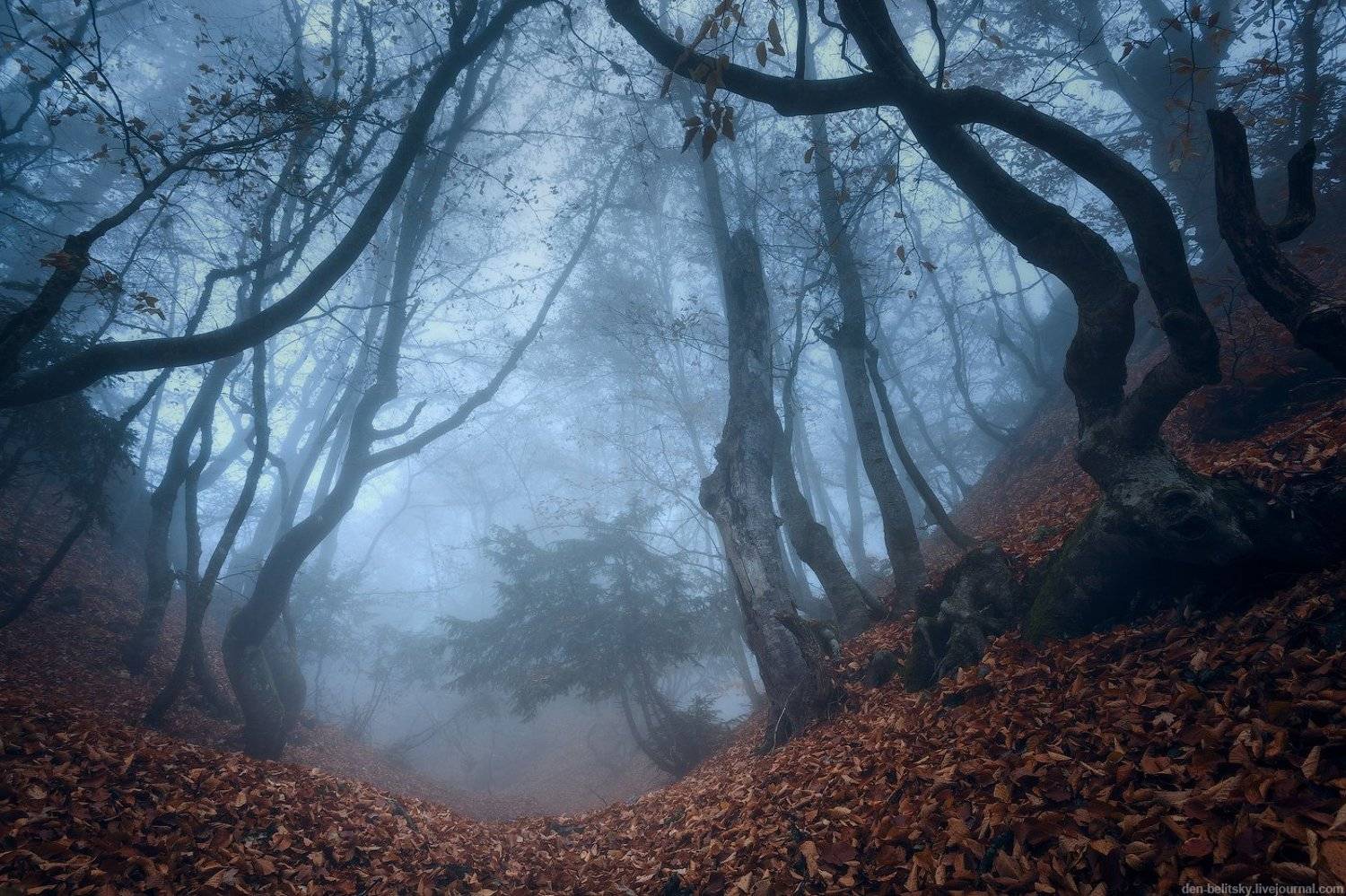 , Денис Белицкий