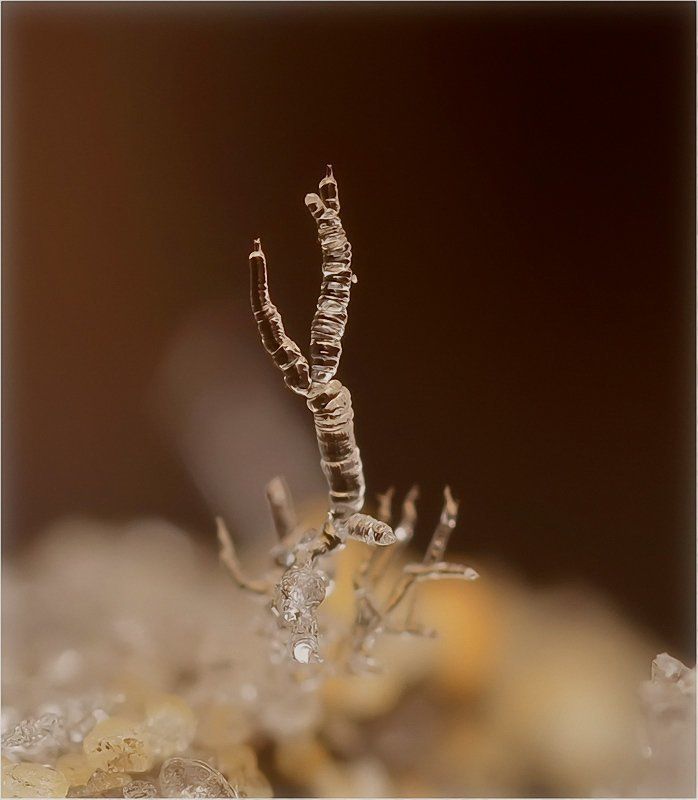 На безрыбье...photo preview