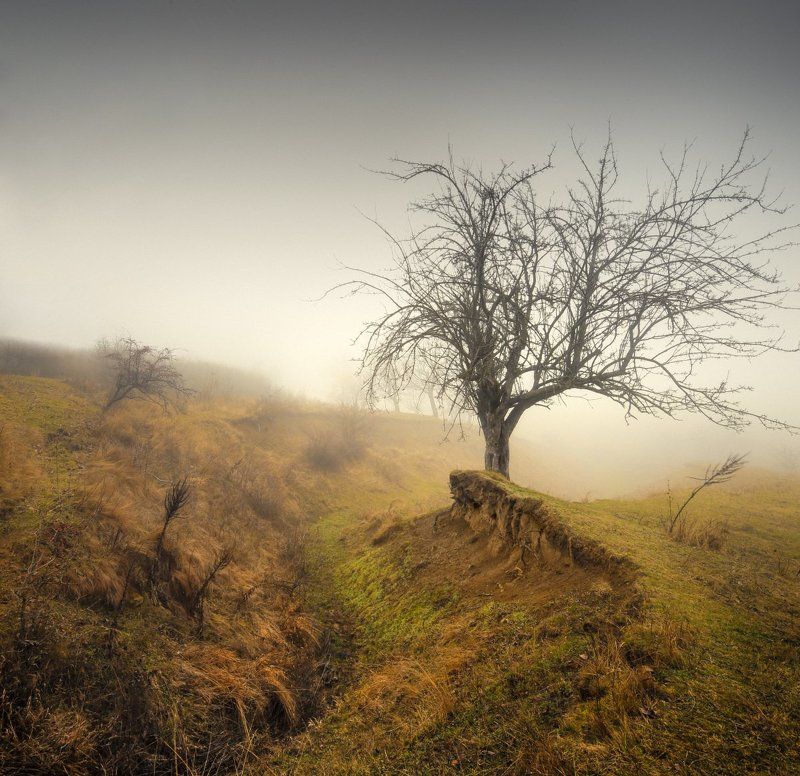 дерево в  овраге 2photo preview