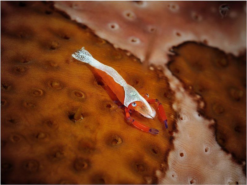 Глазкиphoto preview