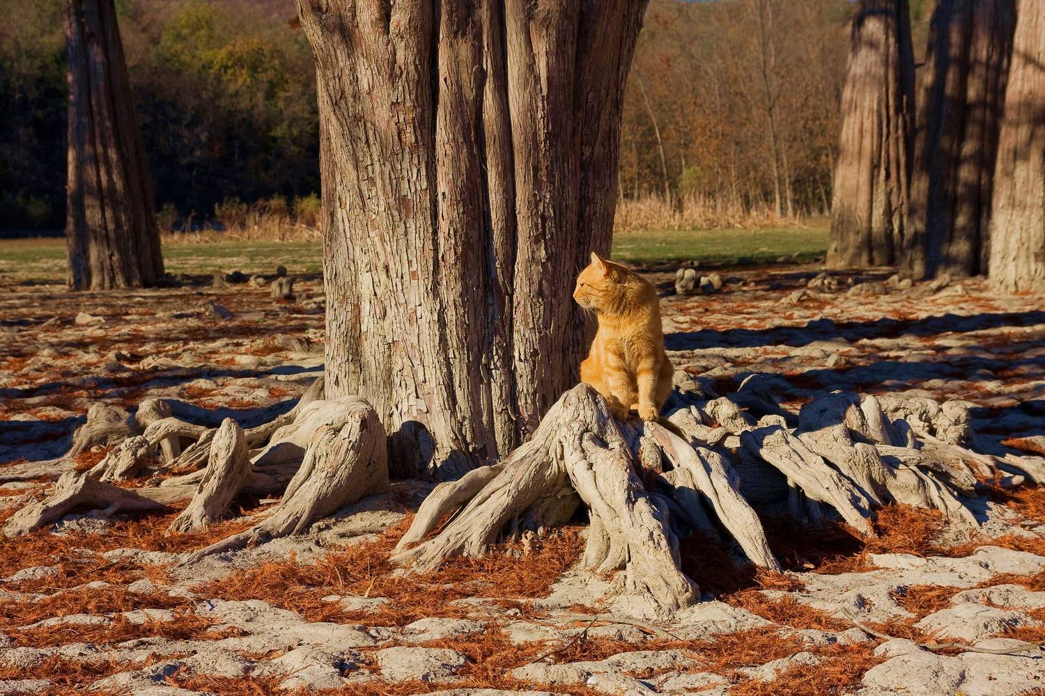 Рыжий. Автор: Поздняков Алик , Поздняков Алик
