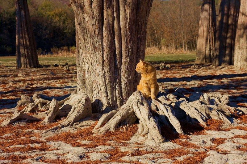 Рыжийphoto preview