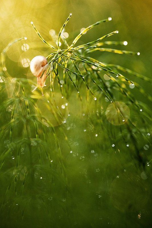 улитка Солнечная улиткаphoto preview