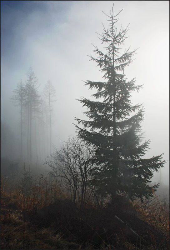 Туманная серия 2(5)photo preview