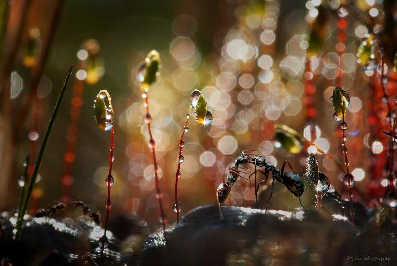 Скоро весна!photo preview