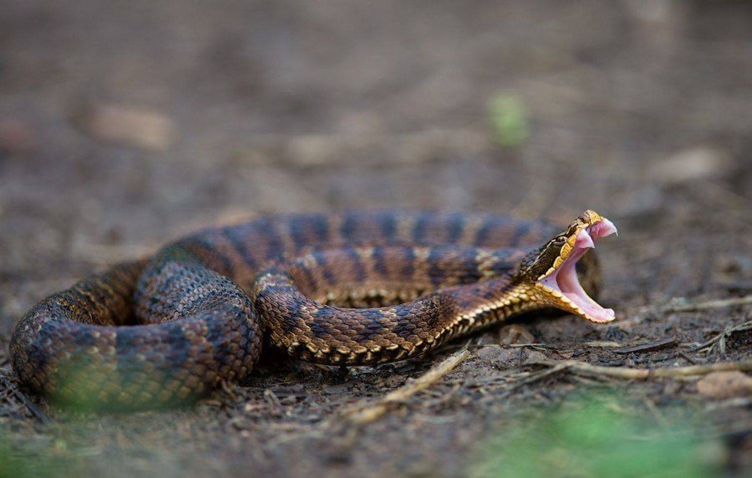 Macro, Reptile, Snake, Venom, Wildlife, Бросок, Дальний восток, Дикая природа россии, Змея, Зубы, Макро, Приморье, Природа, Рептилии, Укус, Щитомордник, Яд, Илья Гомыранов