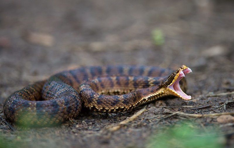 Macro, Reptile, Snake, Venom, Wildlife, Бросок, Дальний восток, Дикая природа россии, Змея, Зубы, Макро, Приморье, Природа, Рептилии, Укус, Щитомордник, Яд Бросокphoto preview