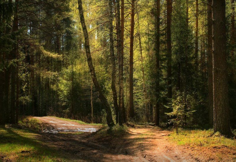 В полуденном светеphoto preview