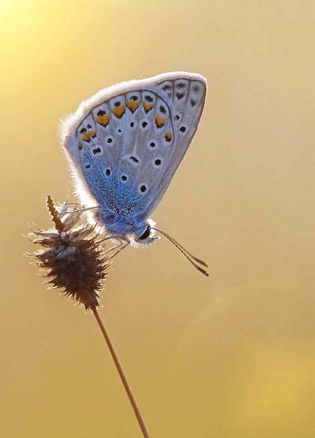 ***. Автор: Alexey Gnilenkov , Alexey Gnilenkov