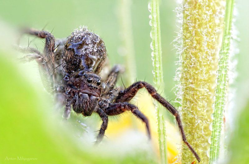 Укушу!photo preview