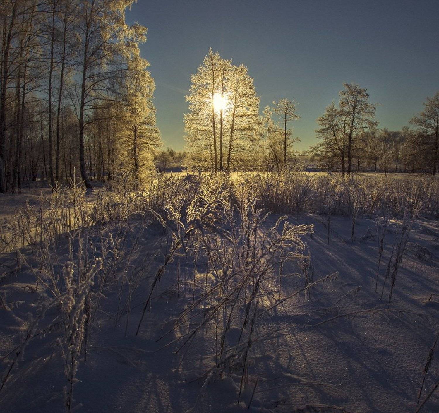 Блеск инея. Автор: George Shpikalov , George Shpikalov