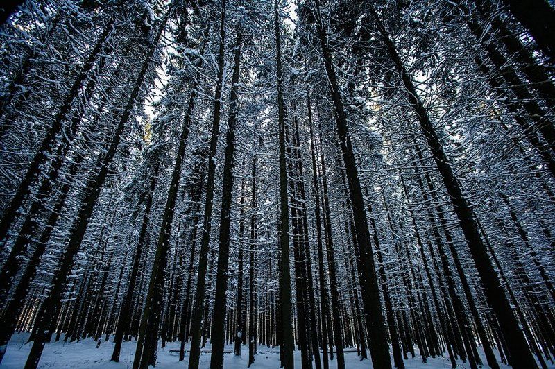 лес, ёлка, ель, карелия, зима, деревья, ритм, ствол, россия, природа, fir, tree, tree, forest, winter, nature, karelia, russia Еловый ритмphoto preview
