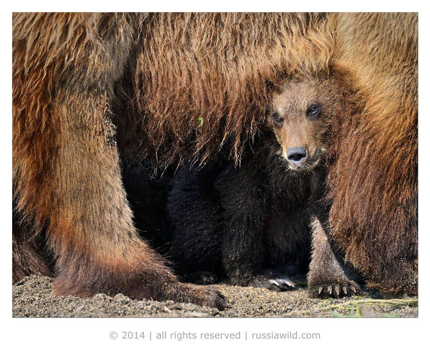 Дикая природа россии, Медведица, Медвежонок, Николай Зиновьев