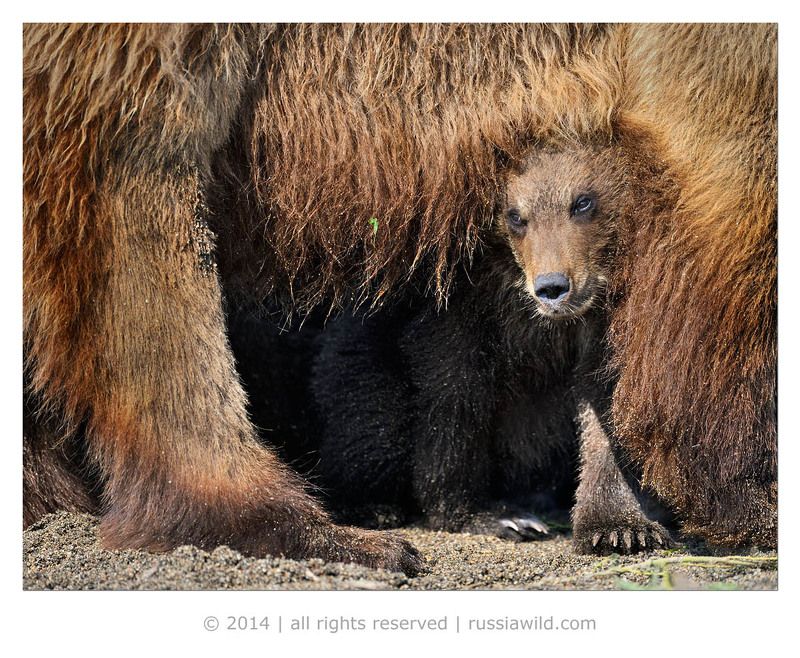 Дикая природа россии, Медведица, Медвежонок Ни капельки не страшно!photo preview