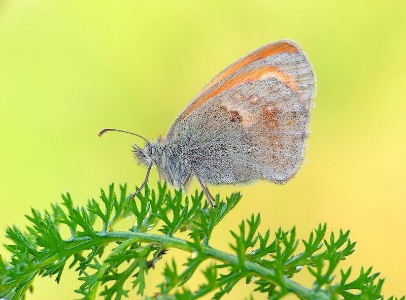 Крыло впечатление ...photo preview
