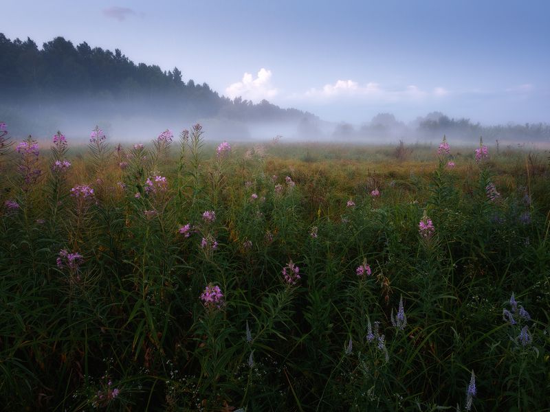 пейзаж В краю Иван-чаяphoto preview