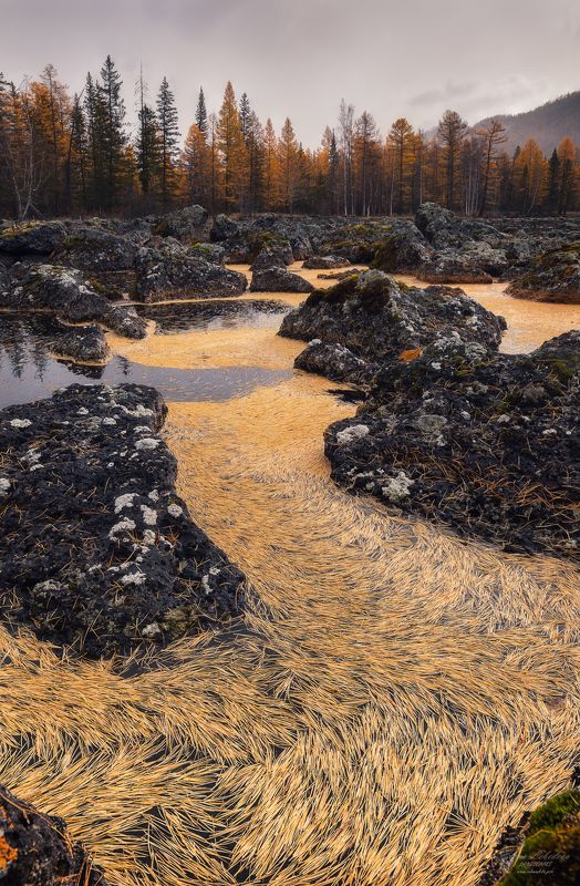 бурятия, сибирь, россия, осень, лавовое_озеро, лиственницы, природа, пейзаж Золотое покрывалоphoto preview