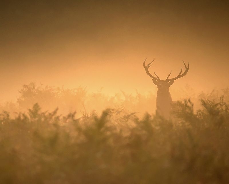 Golden hourphoto preview