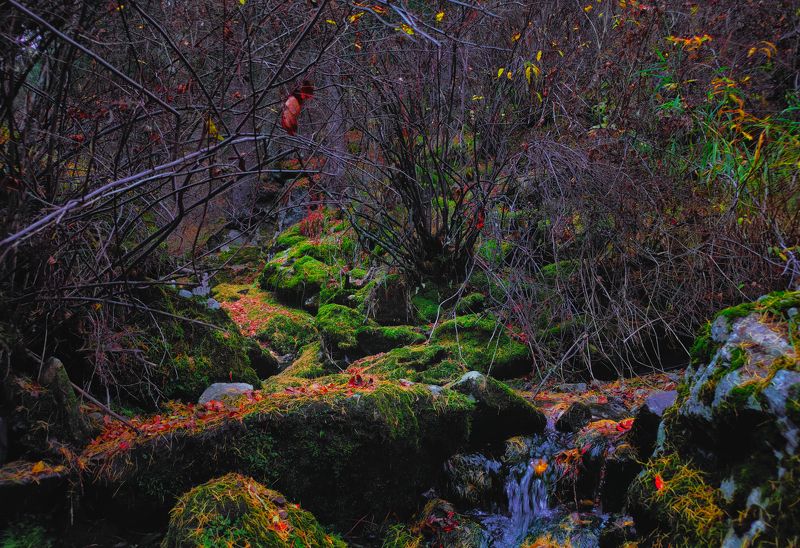 Autumn, Mongolia, mobile photography Autumn Colorphoto preview