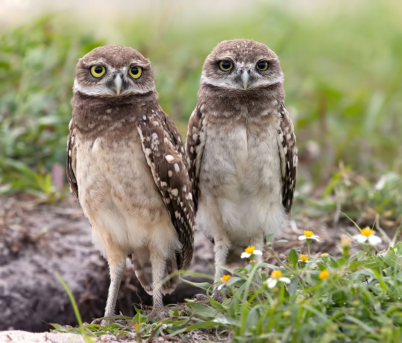 кроличий сыч, florida,burrowing owl, owl, флорида,сыч Сычики - Burrowing Owlsphoto preview