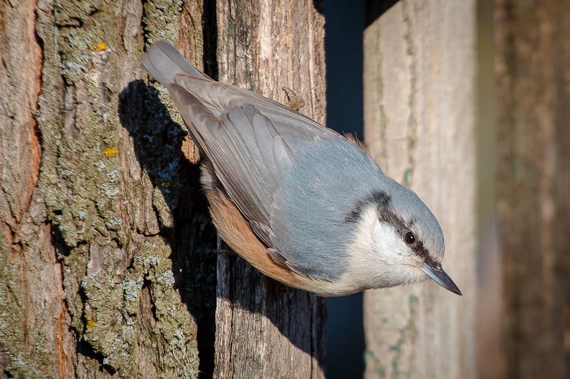 птицы, поползень, birds, wildlife, nuthatch Обыкновенный поползеньphoto preview