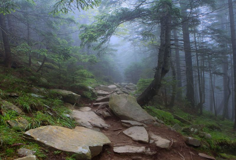 Лесная тропаphoto preview