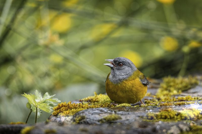 birds, animals, wildlife, nature, grey-hooded sierra finch, птицы, кордильерский овсяночник, пернатые, Кордильерский овсяночникphoto preview