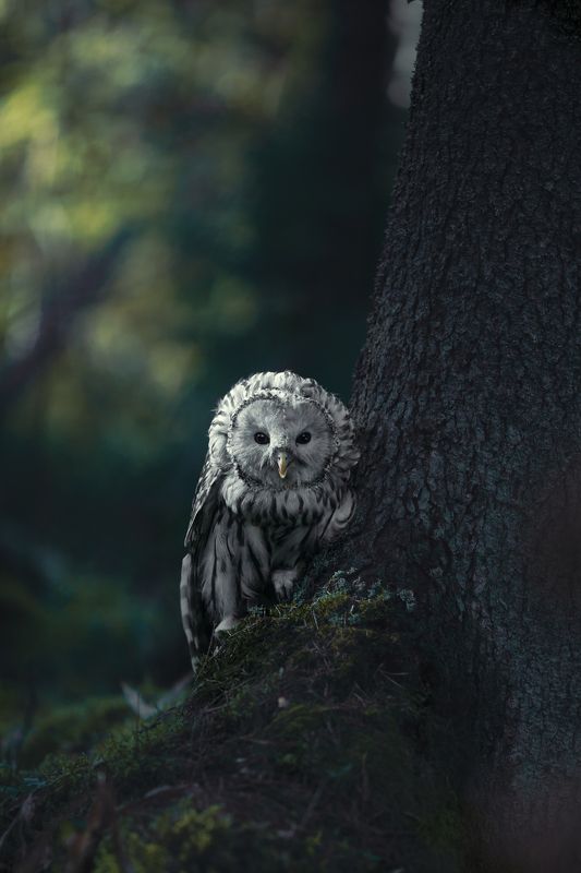 Слышу мышшшшь! фото превью