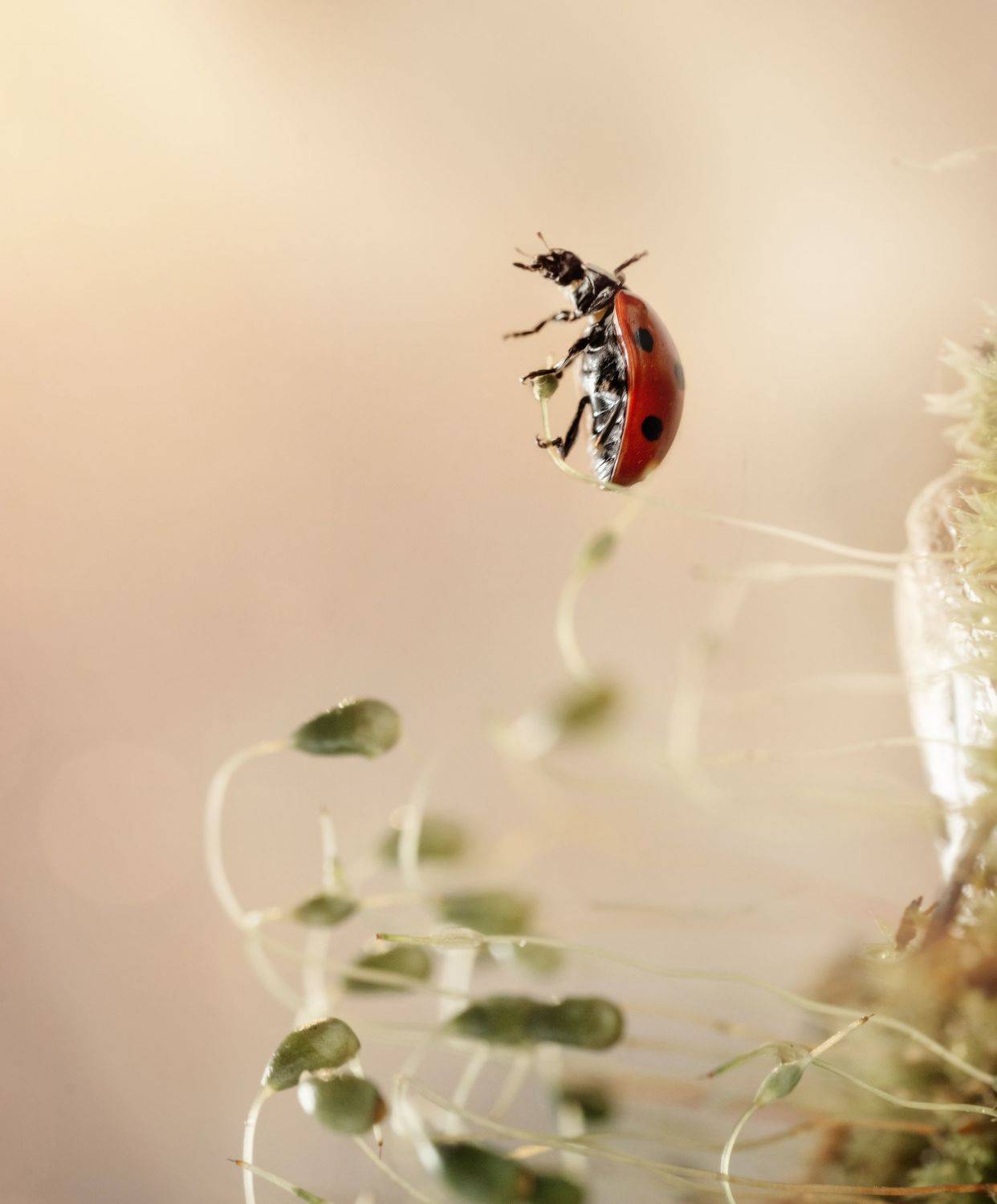 , Тарасова Ольга