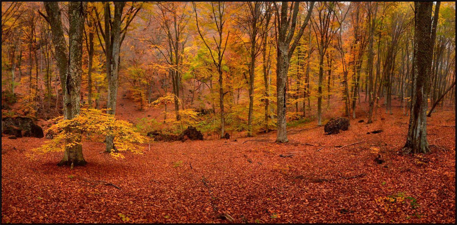 Осень 2020. Автор: Владимир Метцгер , Владимир Метцгер