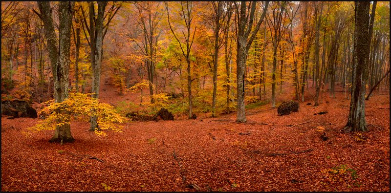 Осень 2020 фото превью