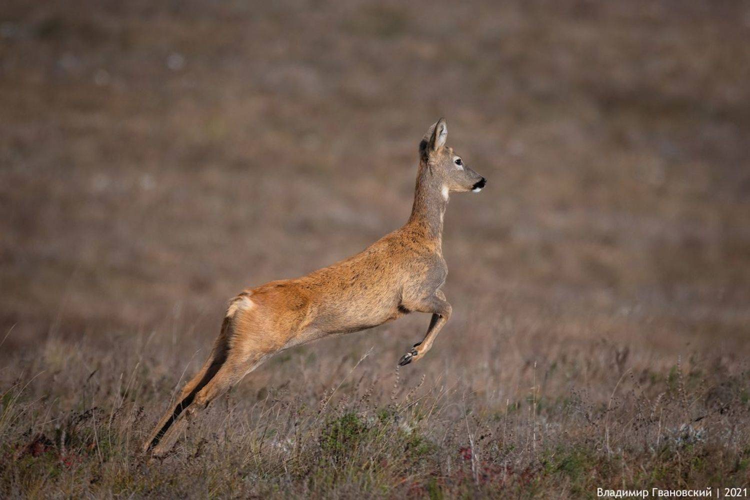 , Гвановский Владимир