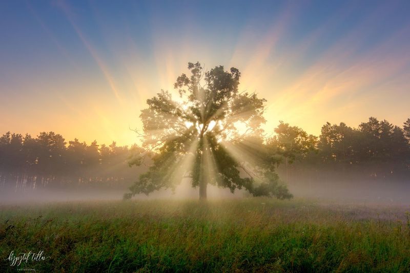 tree, mist, light, dawn, sun, landscape, forest, sky, nature, fog, sunlight, nikon,   Tree of Lifephoto preview