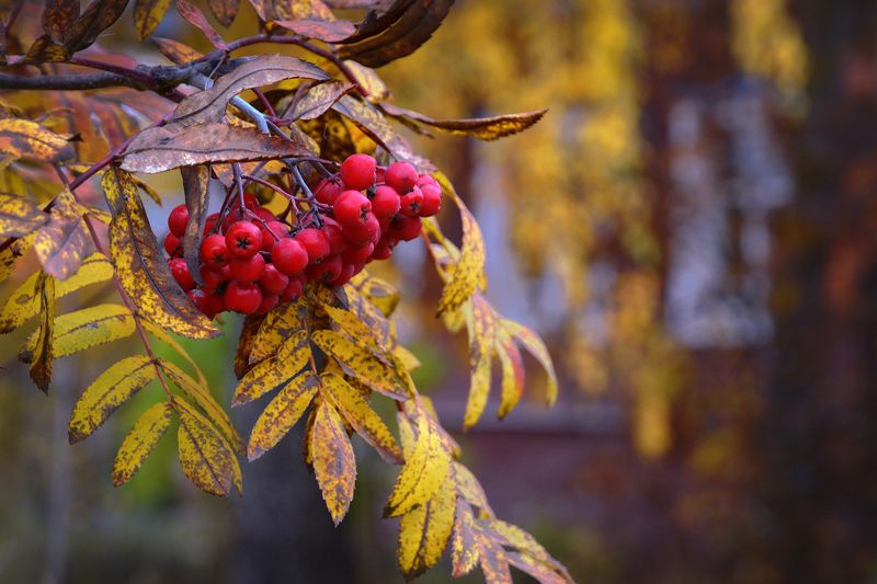 Деревенская осенняяphoto preview