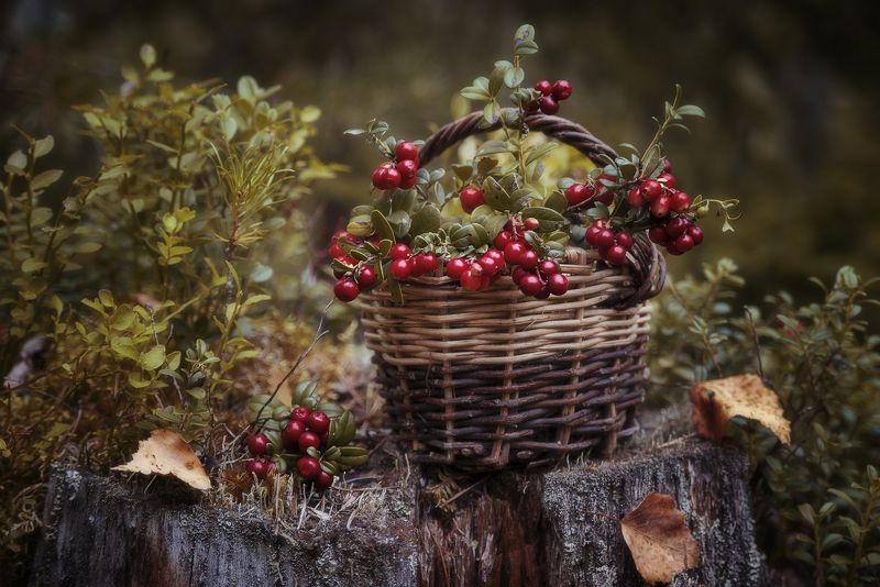 брусника осень натюрморт Брусникаphoto preview