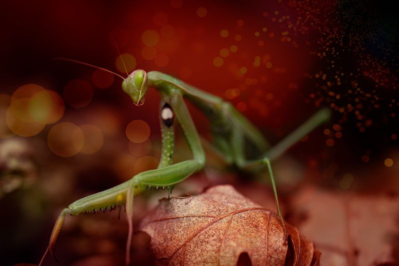 Welcome to the Multiversephoto preview