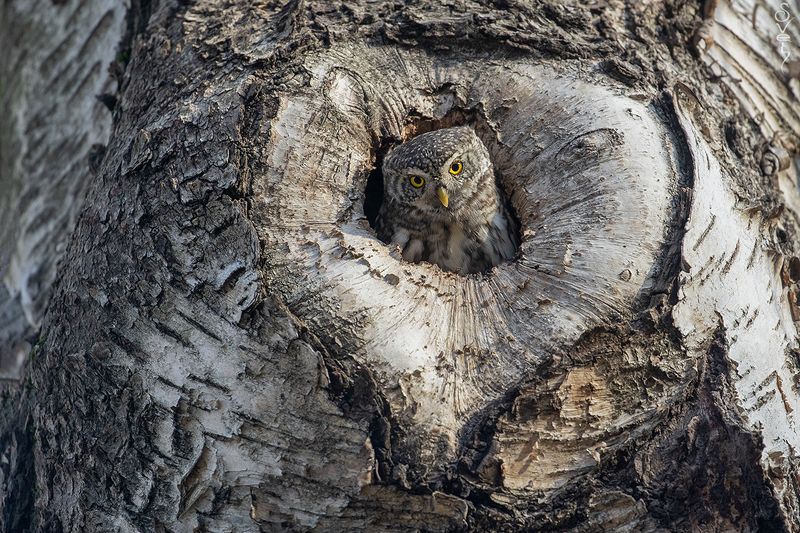 воробьиный сыч купидонphoto preview
