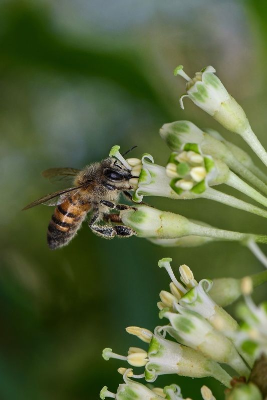 denis moura, mogi das cruzes, brasil, bee Abelhaphoto preview