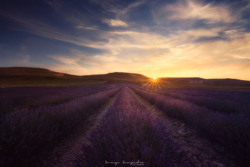 #sunset, #fields, #cloudy, #sun, #sunstar, #purple, #smell, #spain, #lavender LAVENDERSphoto preview