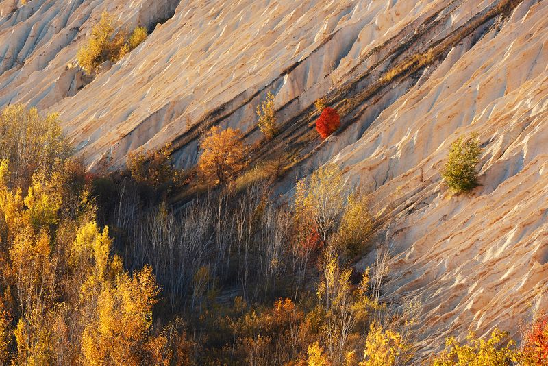 Красный отшельникphoto preview