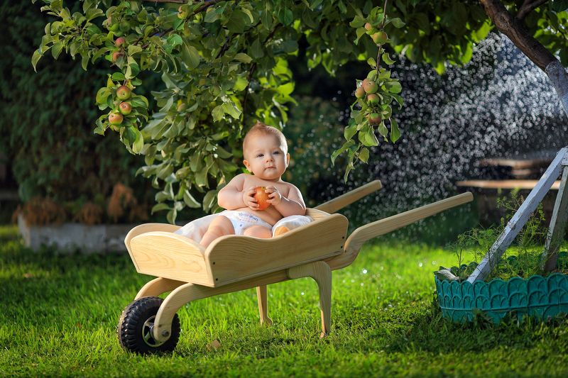 малыш, тележка, карета, ушат, зелень, газон, яблоня, ребёнок, сад, природа, вода Внук Ми- Мишкаphoto preview