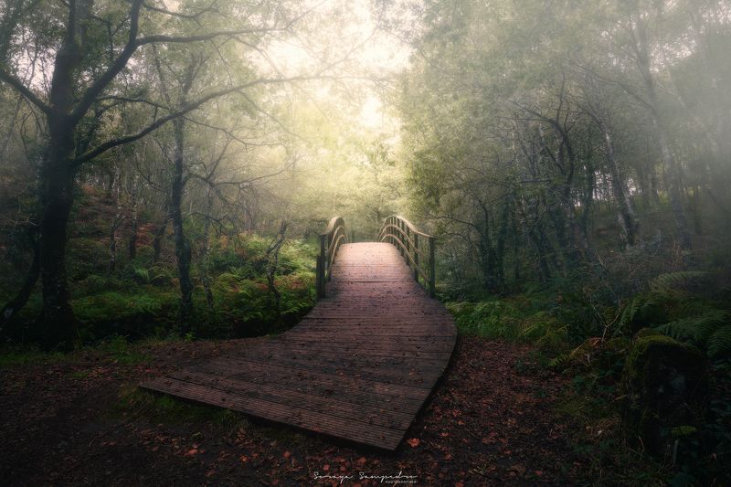 #river #bridge #foggy #wood #humidity #intothewood #autumn #red the bridgephoto preview