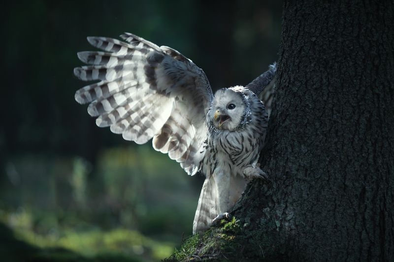 Качну серебряным тебе крылом. фото превью
