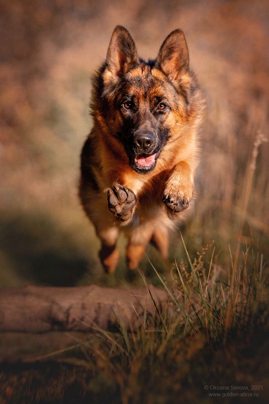 - бегу на обнимашки!photo preview