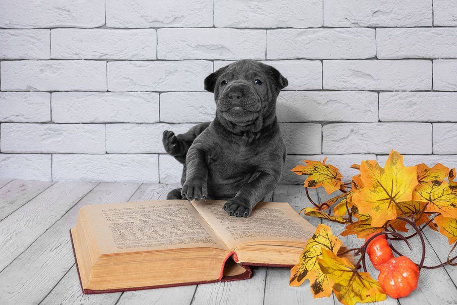 Не упал. Автор: Евгений Крутиков собака, животное, dog, тайский риджбек, щенок, Евгений Крутиков